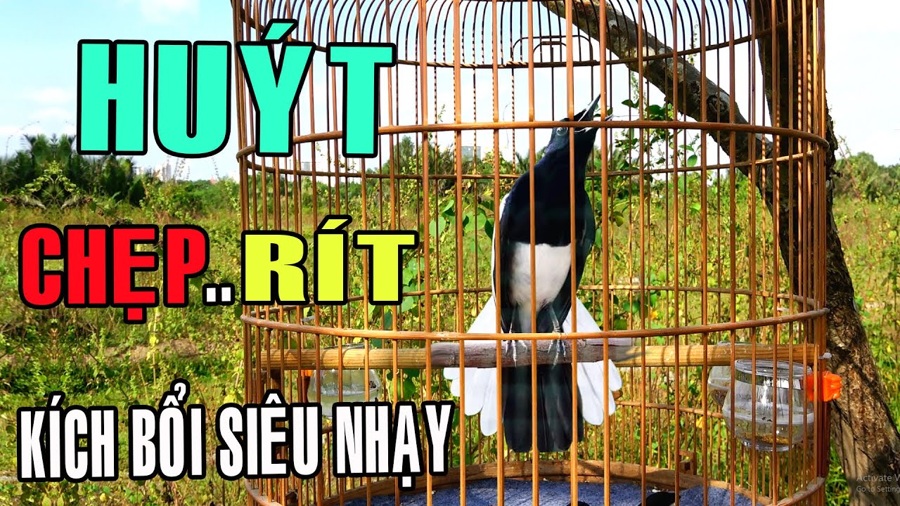 Chòe than HUÝT - RÍT CHÈ kích bổi ức chế/ tiếng chòe than gọi bổi, kích chòe than bổi mau mở mỏ