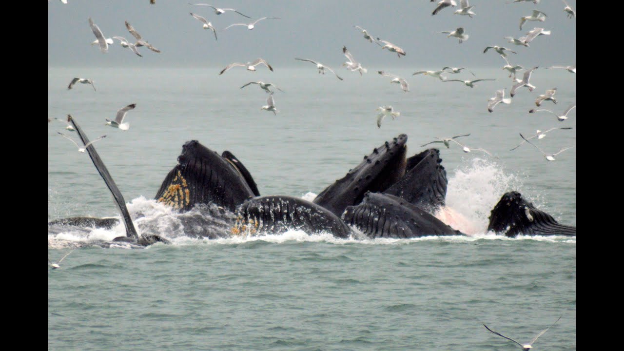 ALASKA'S INSIDE PASSAGE (Part 1/6) - WHALE WATCHING in AUKE BAY, JUNEAU