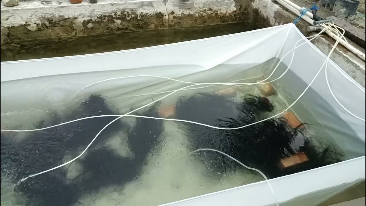 Teknik pemijahan ikan koi secara alami pada kolam beton, 