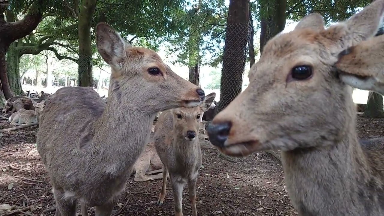 奈良の鹿