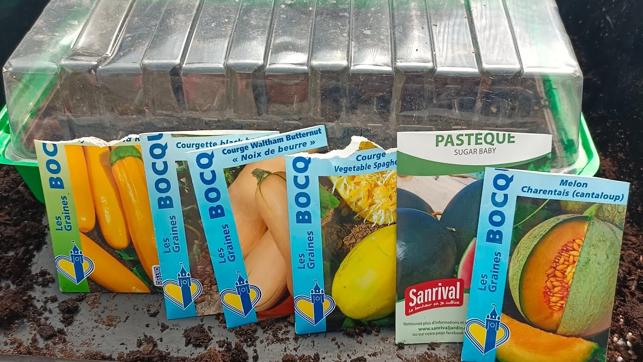 C'est parti semis de curcubitaces 😀#potager #semis