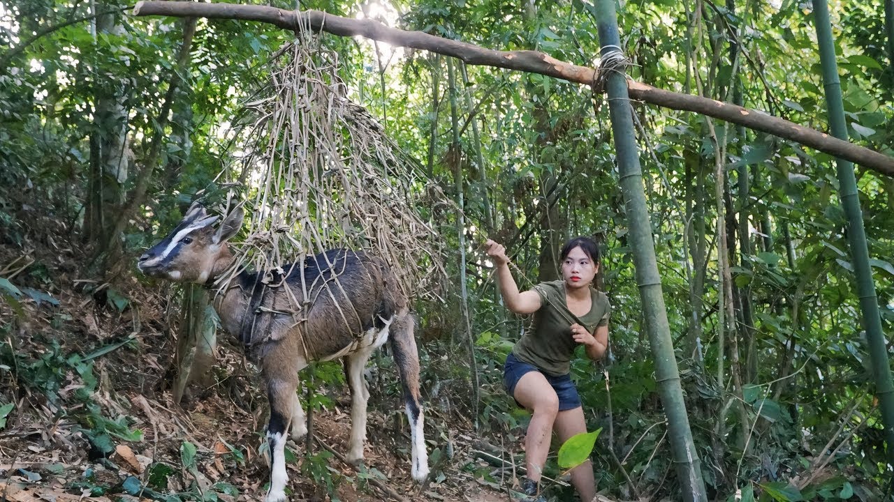 200 days of survival in the wild, wild boar trapping skills,wild goat, survival alone