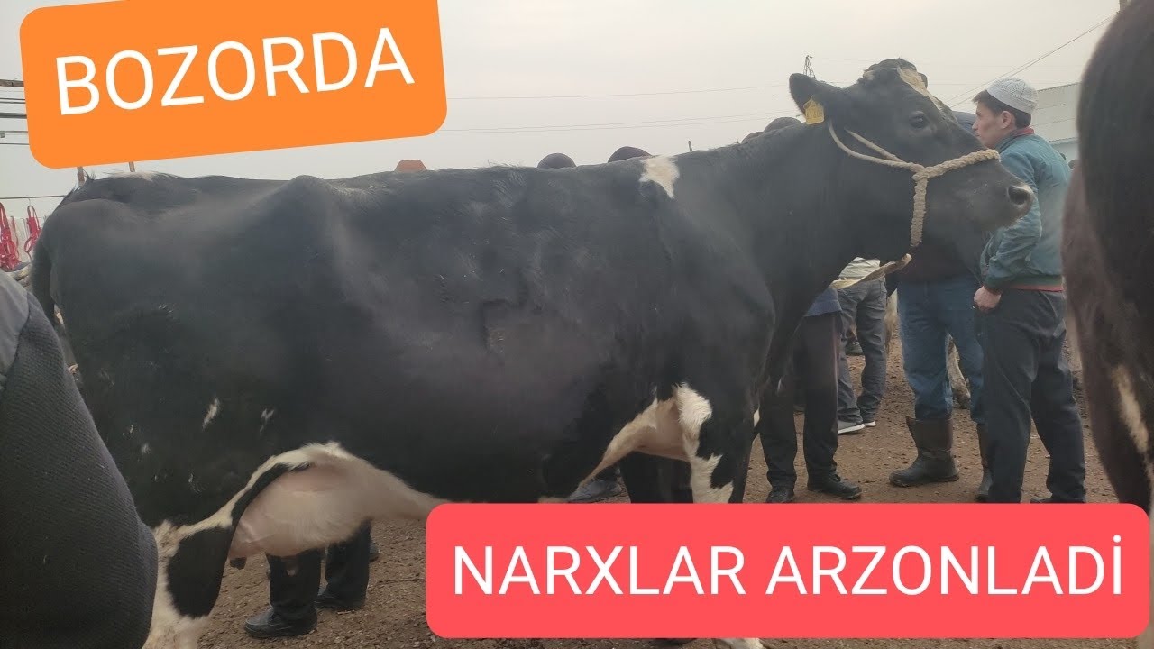 NARXLAR ARZONLADİMİ BOZORDA . HOLDİNBEK CHOJA MOL BOZORİ