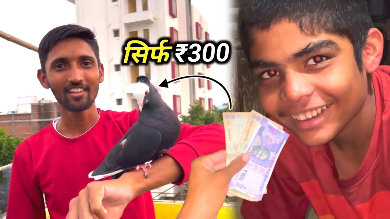 मात्र ₹300 में फैंसी कबूतर ख़रीदा 🕊️ || New Pigeon Purchase Only Rs.300