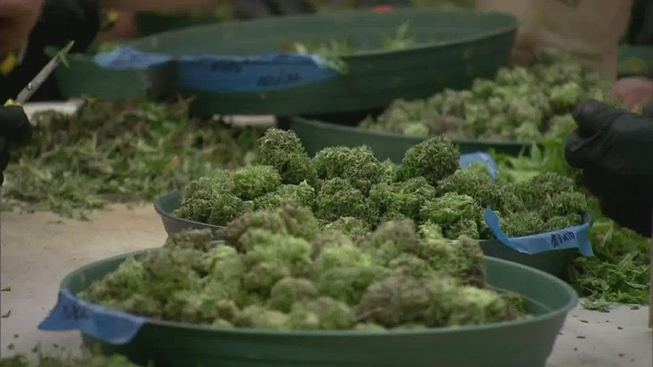 The history of the legalization of recreational weed in Maine