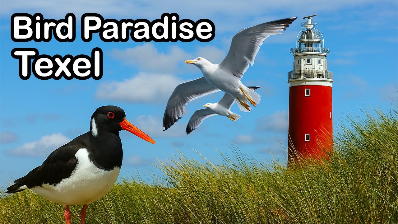 Birds of Texel | Birding Netherlands