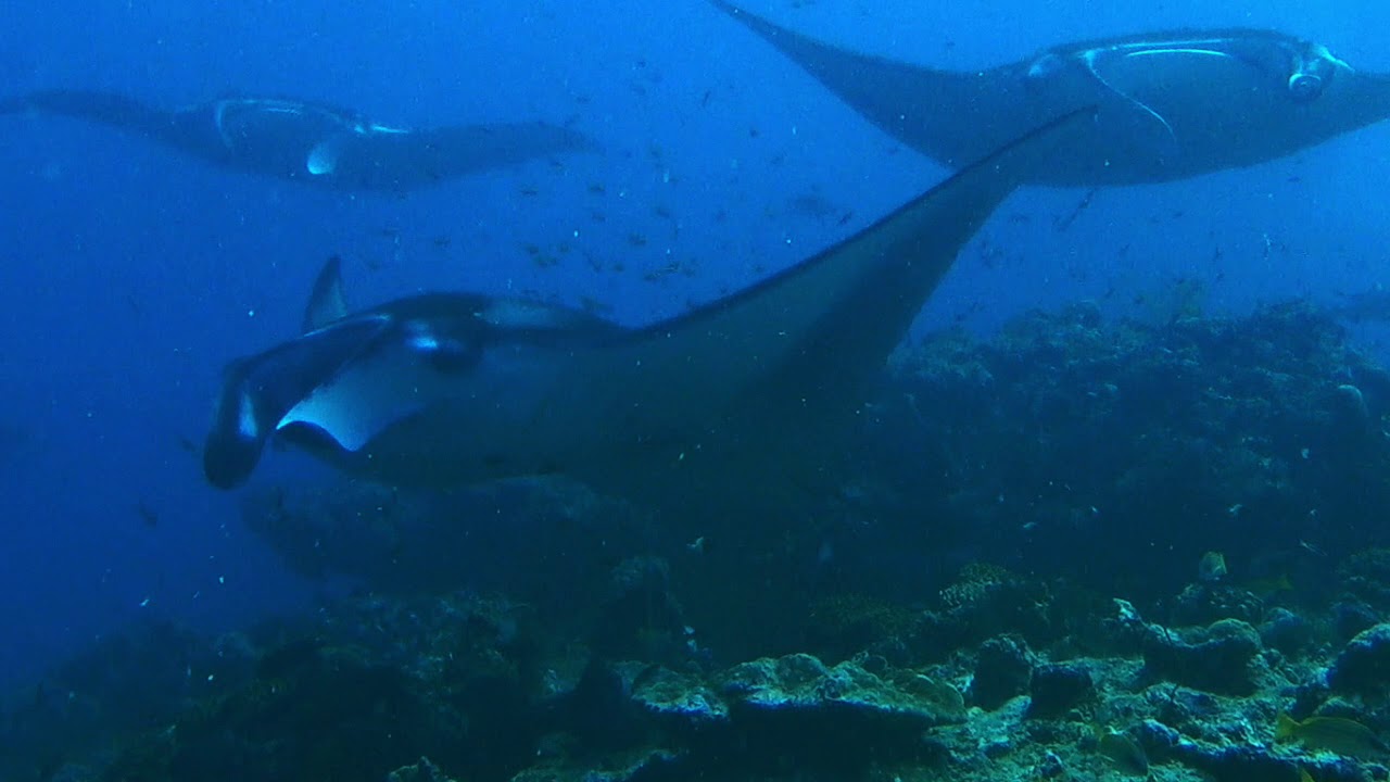 SHARK AND MANTAS WITH DPV AT CONSTANCE MOOFUSHI