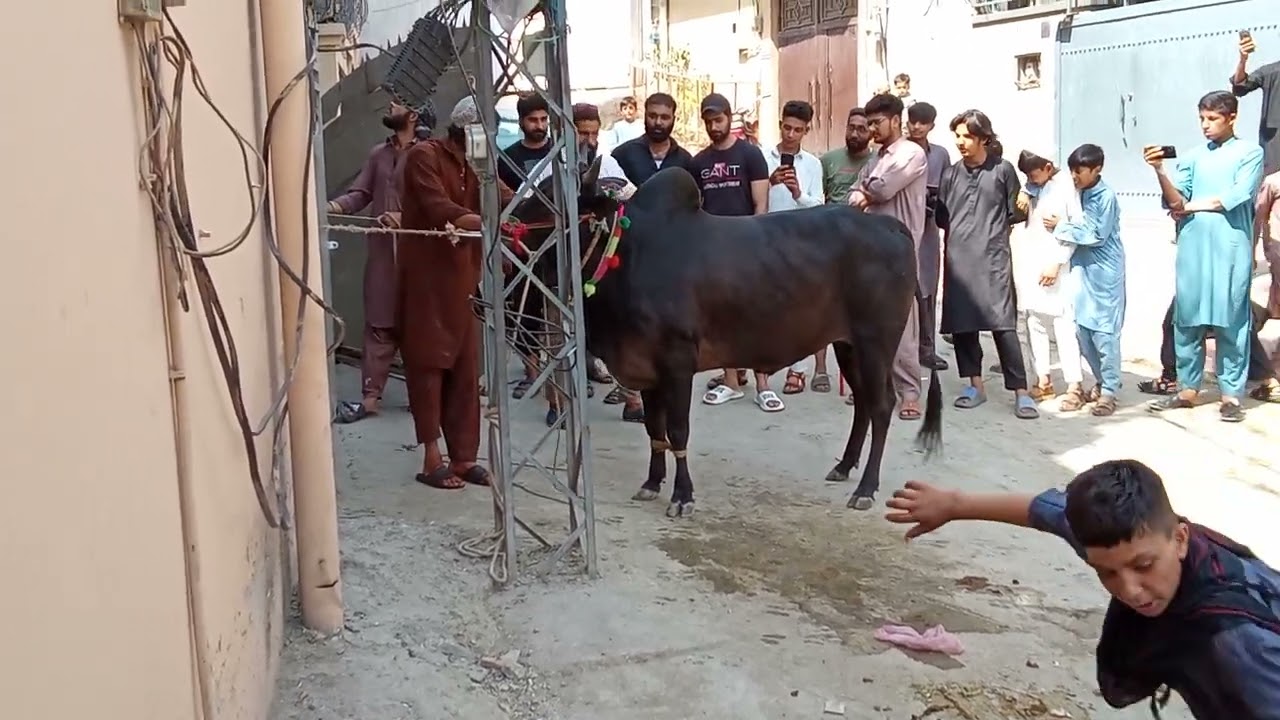 ATHRA Bull😈//Full Masti Last Moment //🤕😌 june 17, 2024