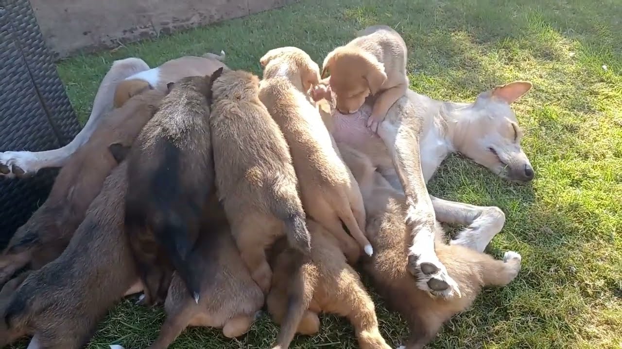 Trixie feeding her 10 puppies.