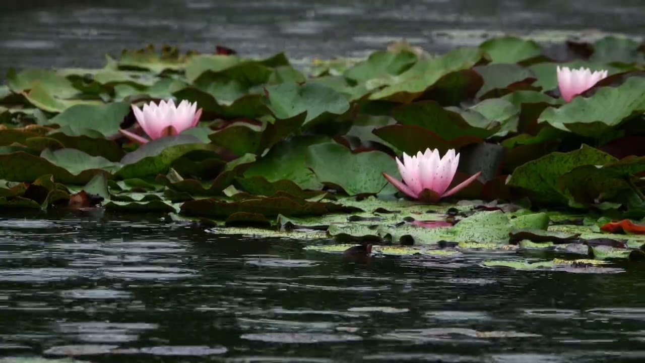 Rain Lotus Lake 4K Free Background Video with Rain Sounds for Sleeping | All Background Videos