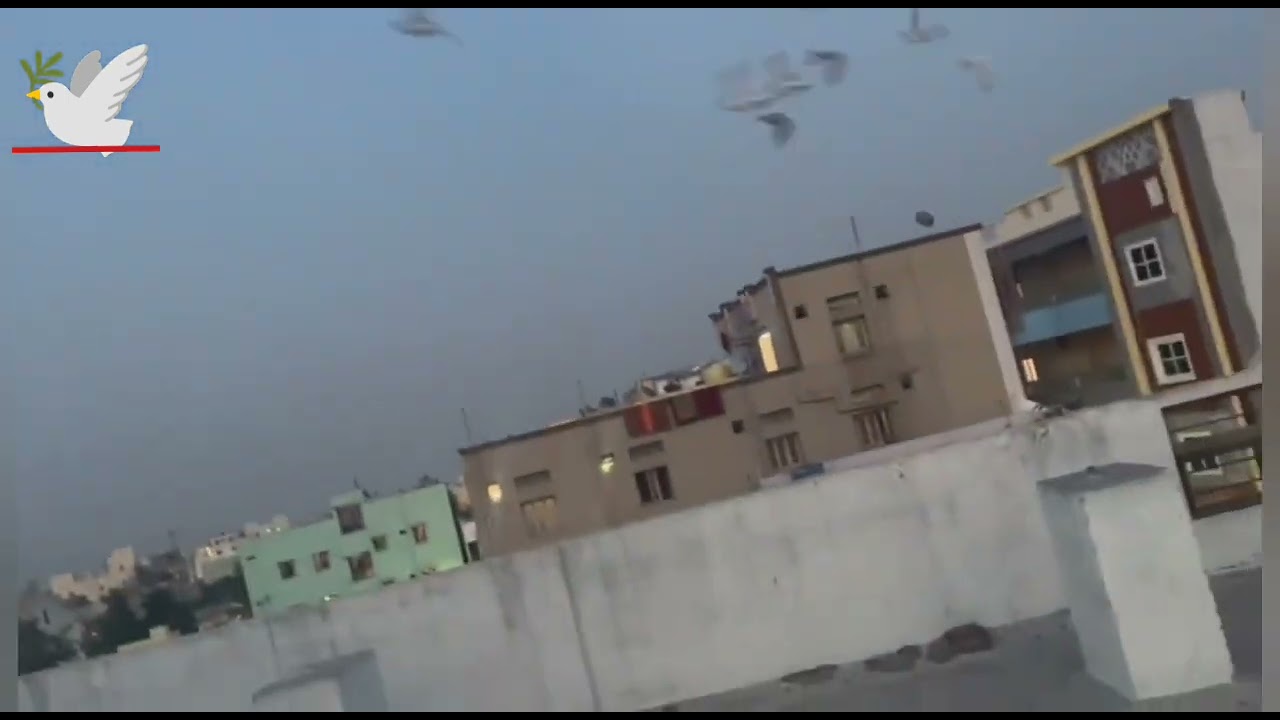 wallah pigeon🕊️Bhai🥰 video mein kuchh nahin na video mat dekhna aap logon Kasam hai. 💥💥