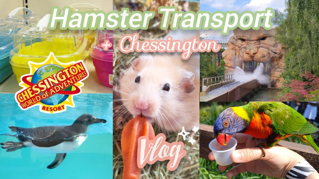 Theme Park + Zoo Vlog || How to Travel with a Hamster - Chessington World of Adventures 🐹🍄🌿