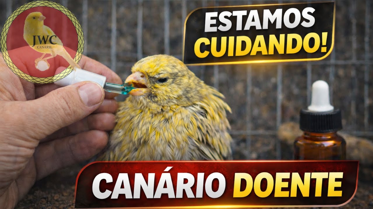 CASO GRAVE? Salvando um canário doente! #canariljwc #canário