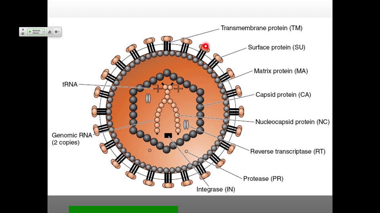 Vir S19 Lecture 22 Retro
