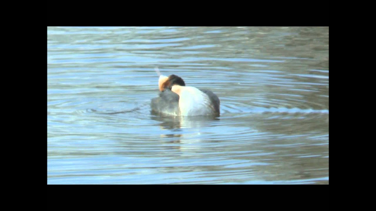 Great crested Grebe Podiceps cristatus preening