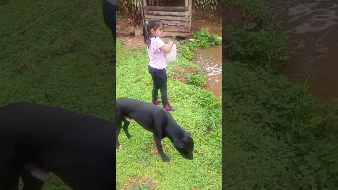 Sítio do nosso amigo Zé ( motorista do meus filhos)