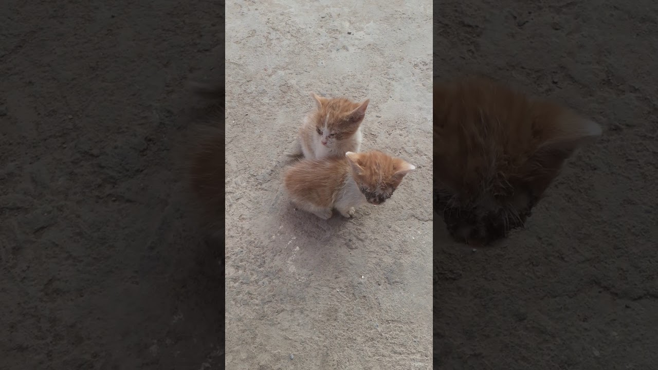 قطتان صغيرتان ضائعتان عن امهما سقينهما حليبا😥😍