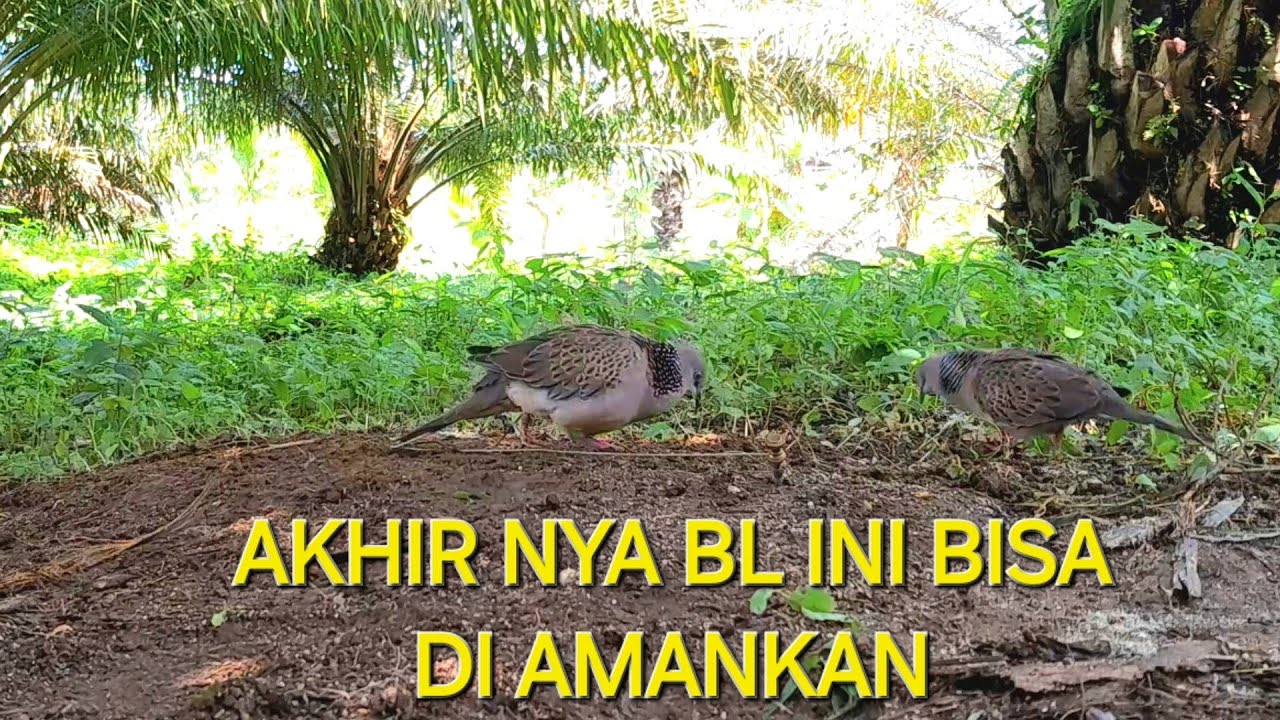 BL INI B3RHASIL DIAMANKAN SETELAH MENGH4NCURKAN,SATU PIK4TT !!!