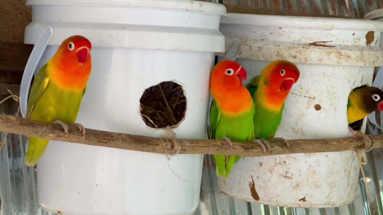 Beautiful Love birds Parrot 🥰 #parrot #budgielove #birdsounds #lovebirds