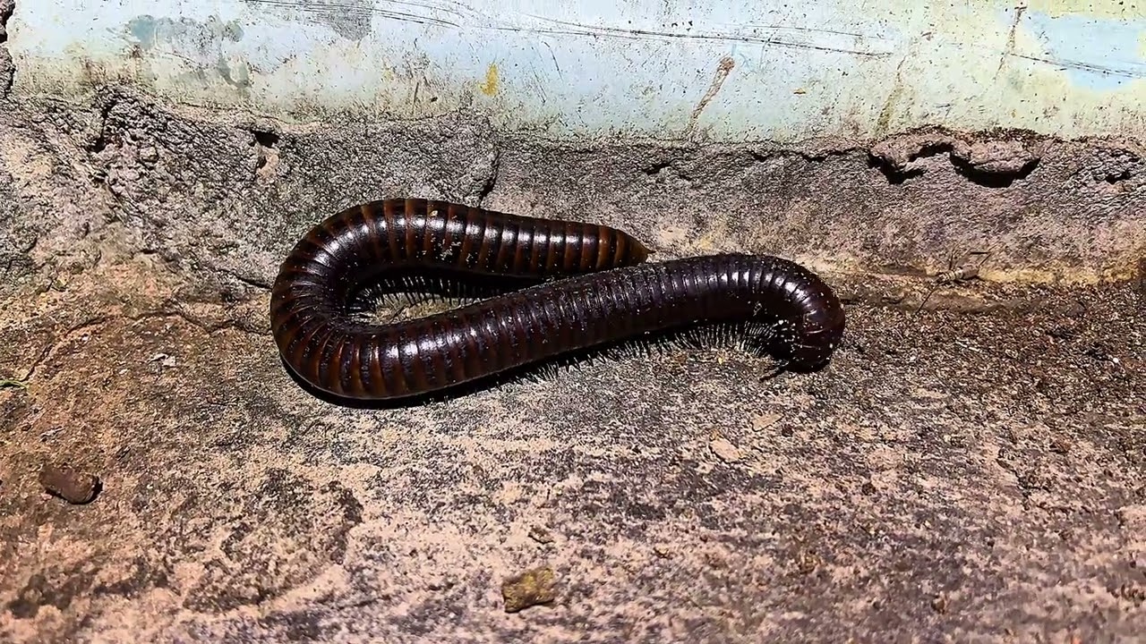 Night life of Millipede #creature #insects #millipede #nature
