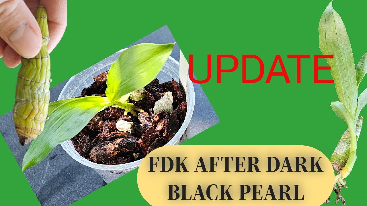 CATASETUM FDK AFTER DARK BLACK PEARL UPDATE