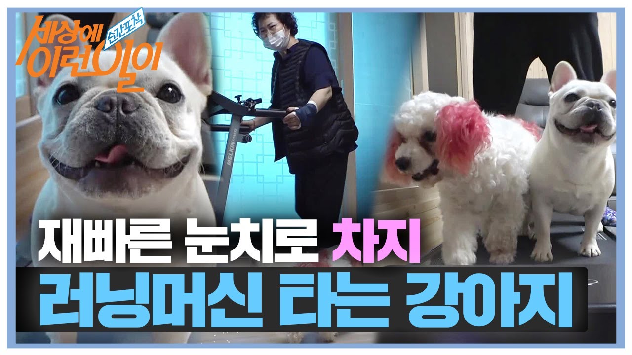 ‘눈치申’ 쵸코×딸기의 재빠른 러닝머신 뺏기!ㅣ순간포착 세상에 이런 일이(Instant Capture)ㅣSBS Story