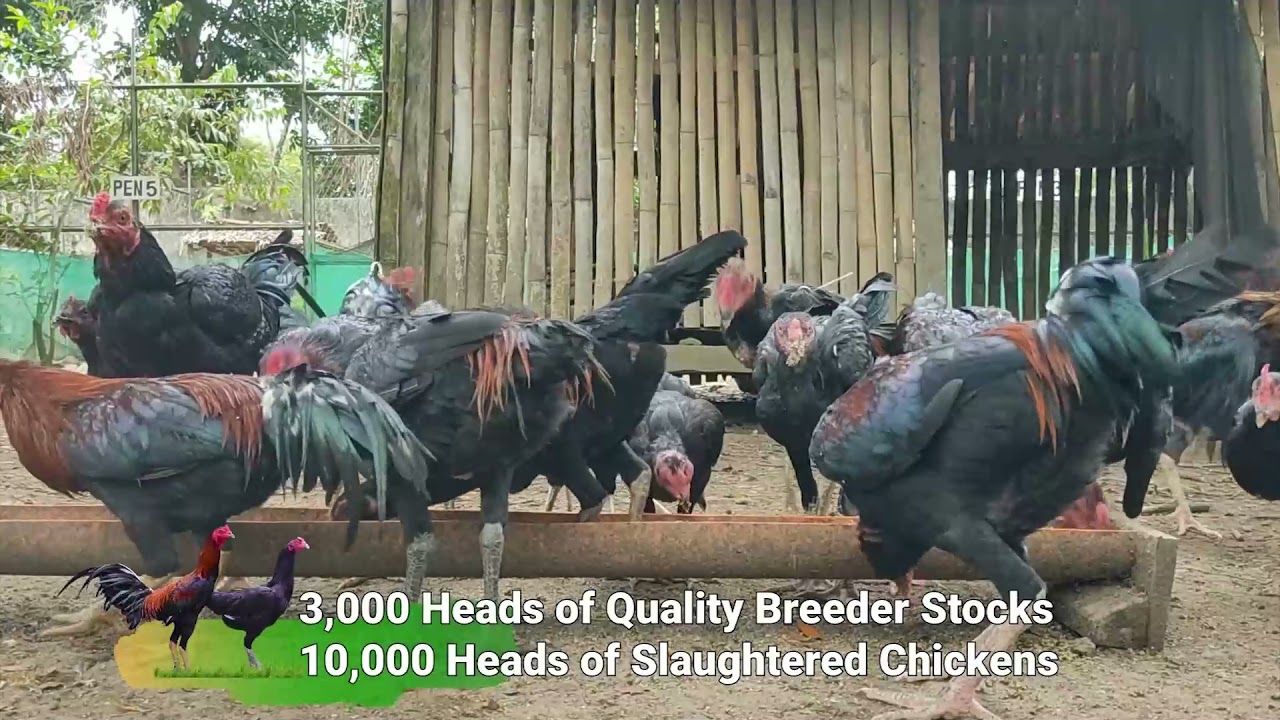 ZamPen Native Chicken R&D Center| NICER