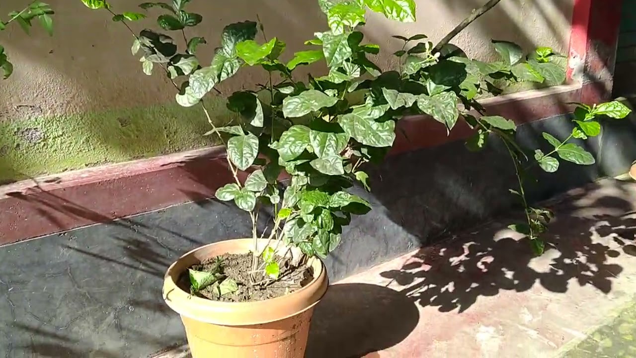 সবাই তো সুখী হতে চায়