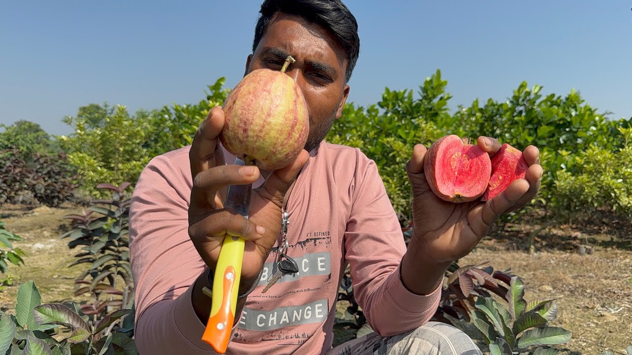 India May New Guava Variety launch, ￼2025 May Red Veriketet Guava Available Plants My #Sayannursery 