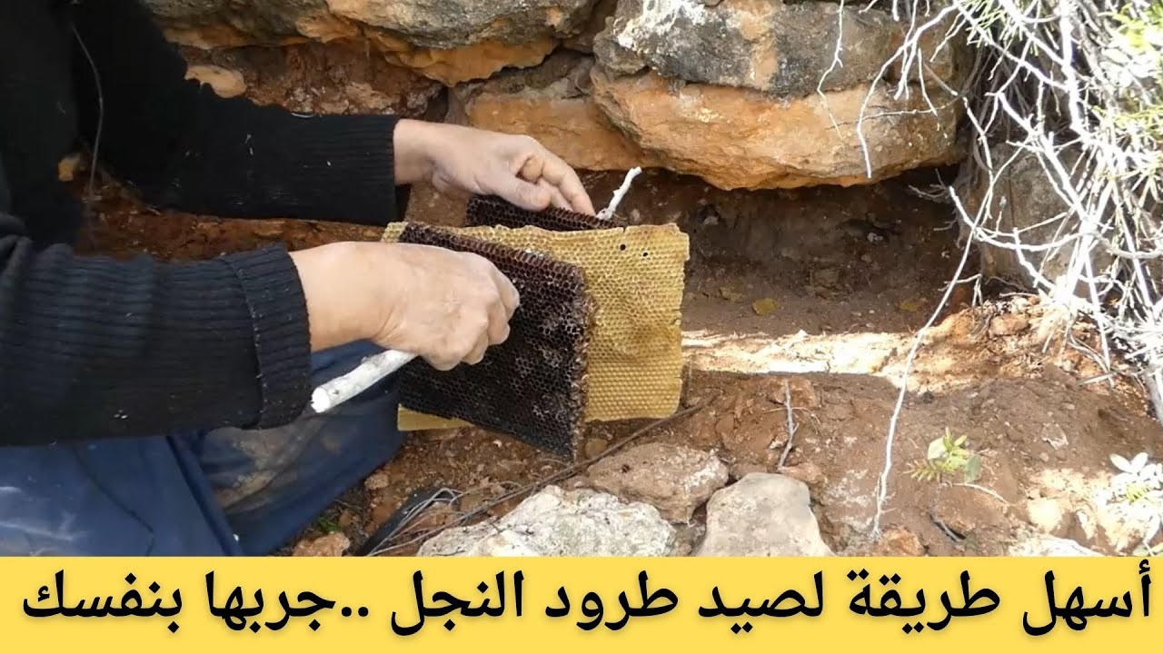 أسهل طريقة لصيد طرود النحل ..جربها بنفسك//🐝🌿 واحدة من طرق صيد طرود النحل مضمونة 100%.