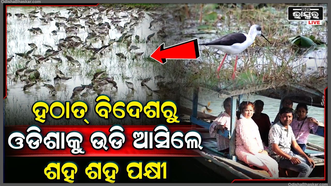 ଅଚାନକ ବିଦେଶରୁ ଓଡିଶାକୁ ଉଡି ଆସିଲେ ଶହ ଶହ ପକ୍ଷୀ, ଲୋକେ ଦେଖି ଆଶ୍ଚର୍ଯ୍ୟ ...