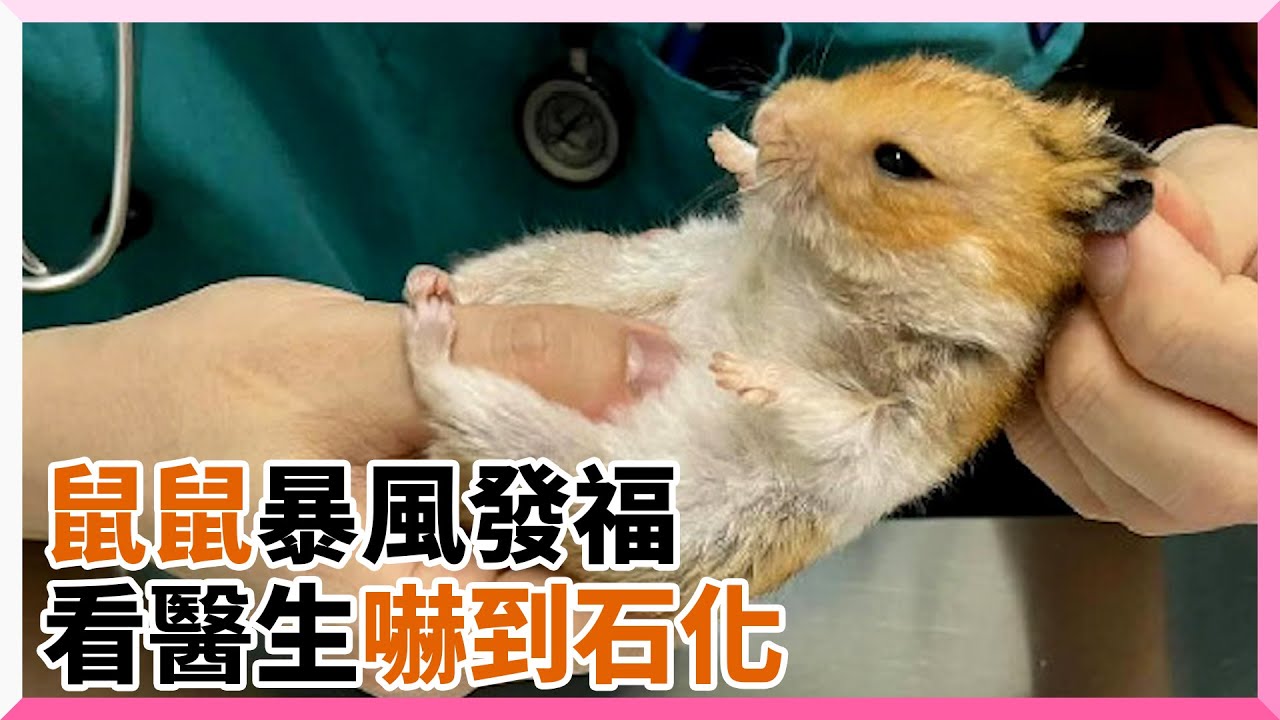 倉鼠看獸醫嚇到石化！小腳腳緊抓醫師手｜寵物動物｜老鼠｜黃金鼠｜鼠寶｜精選影片