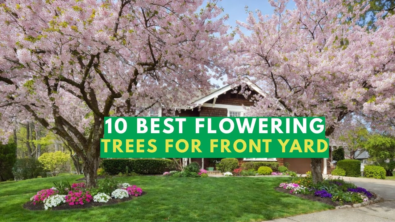 10 best flowering trees for front yard 🌳🌸🏠