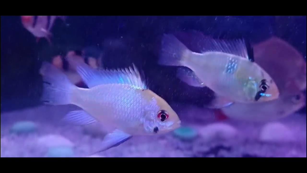 German Ram Fish