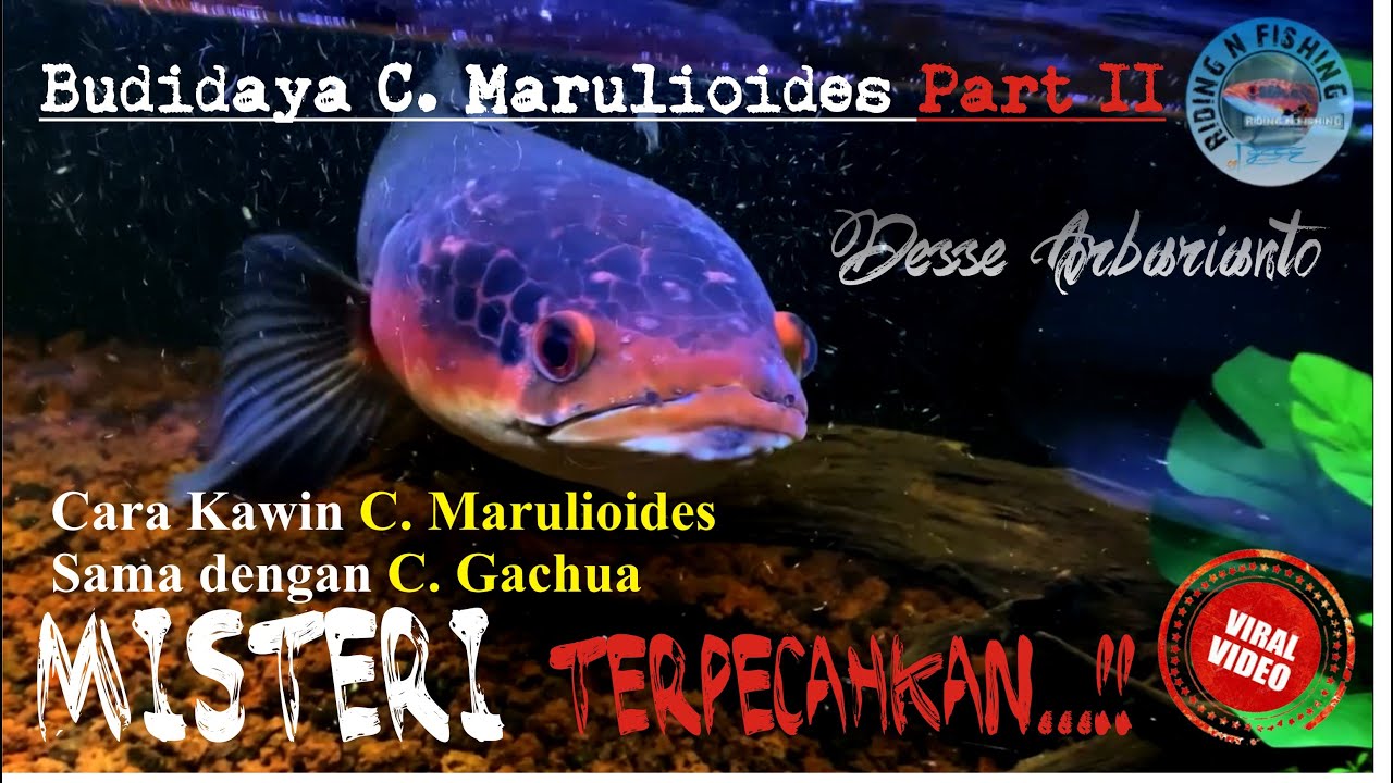 Channa Marulioides - Budidaya C. Marulioides Part II (Final)