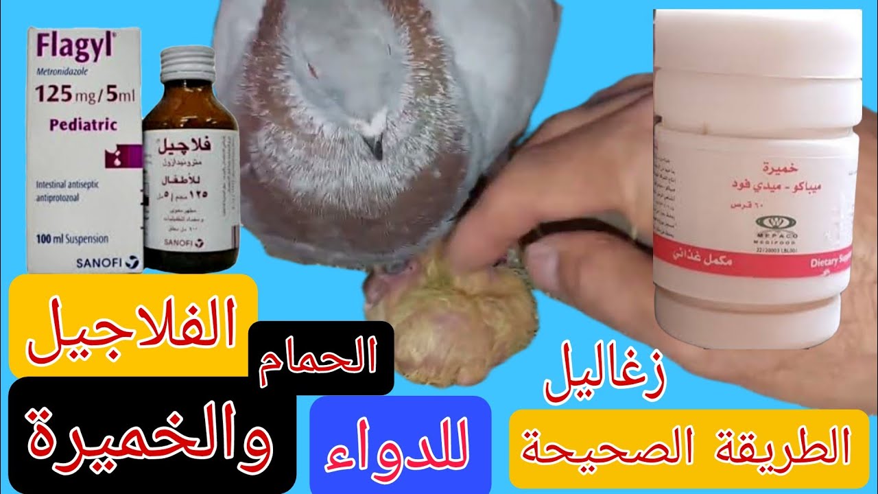 متابعة زغاليل الحمام وتبديل الزغاليل وازاى تعطى الفلاجيل والخميرة ل زغاليل الحمام