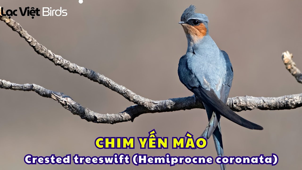 TIẾNG CHIM YẾN MÀO | Crested treeswift (Hemiprocne coronata) SOUND