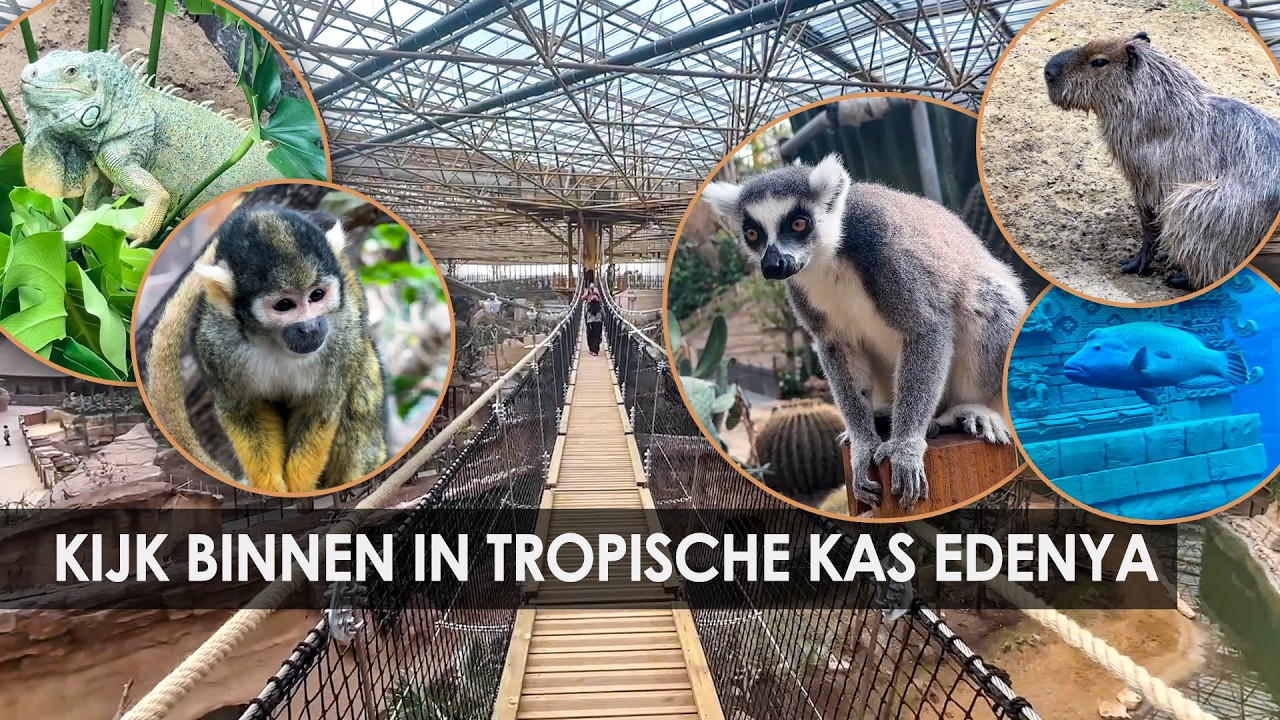 Eerste beelden: grootste tropische kas ter wereld in Belgische dierentuin Pairi Daiza (Edenya)