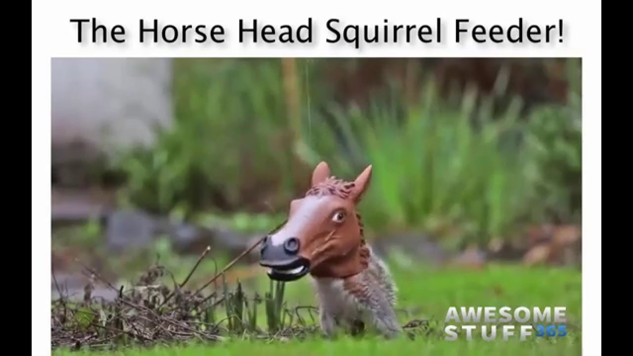 The Horse Head Squirrel Feeder