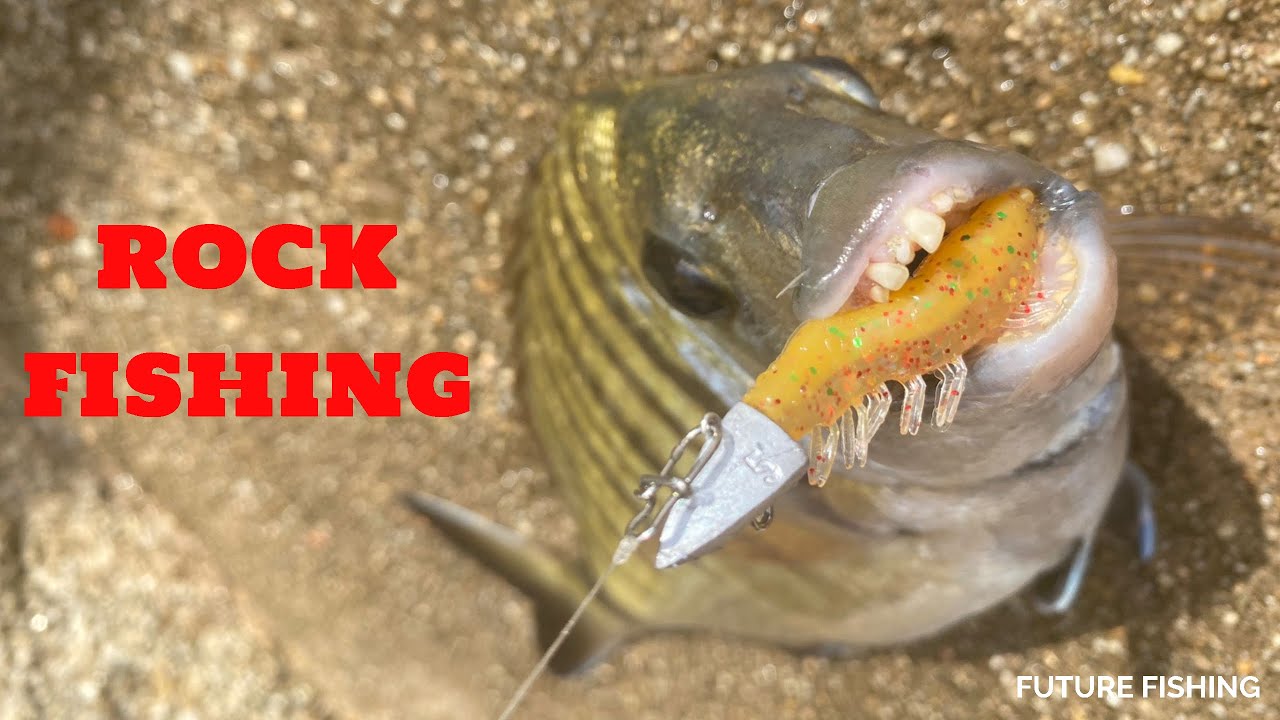 JORNADA A ROCK FISHING, PROBANDO LAS GAMBITAS DE MAGBITE,SARGO XL🐟🦐