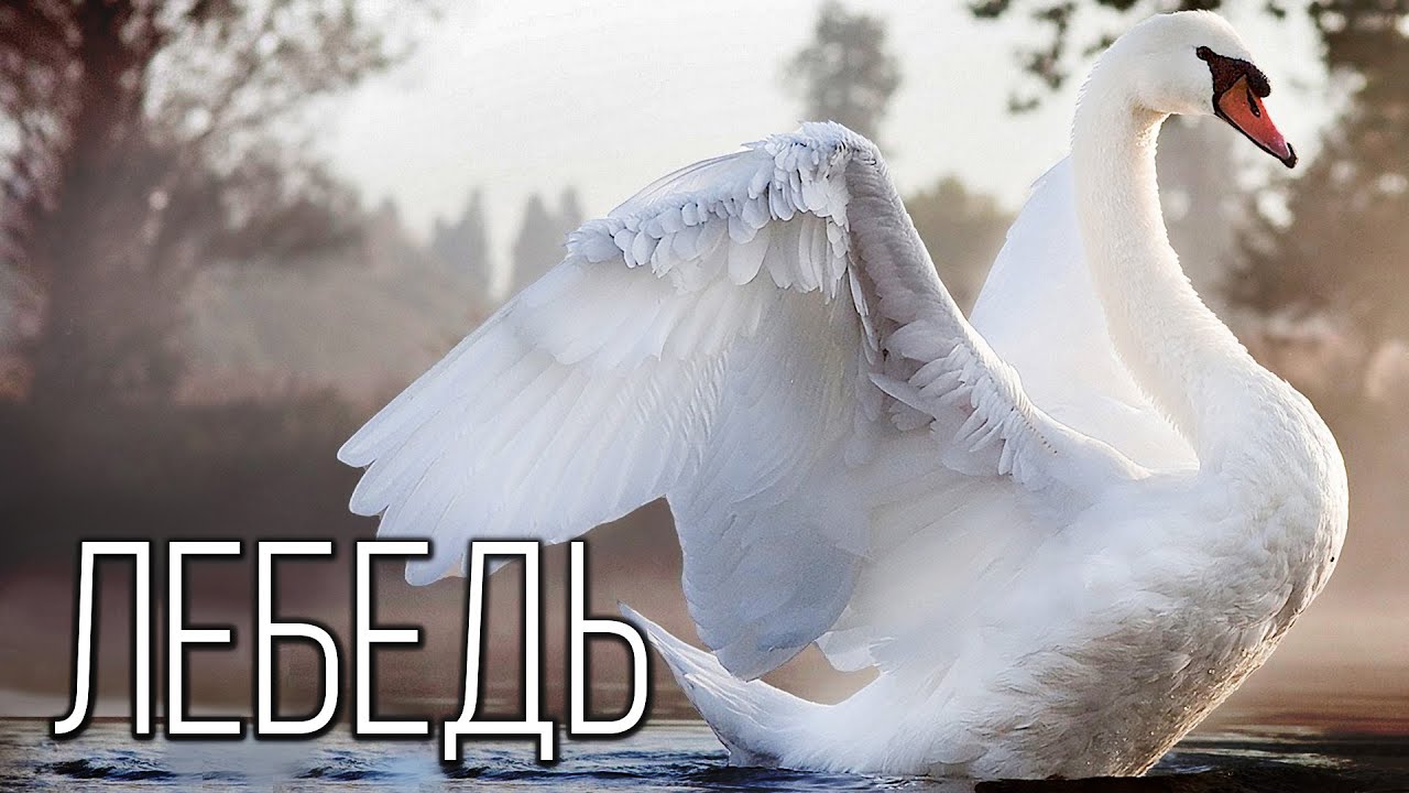 Лебедь: Символ Красоты и Изящества | Интересные факты про лебедей