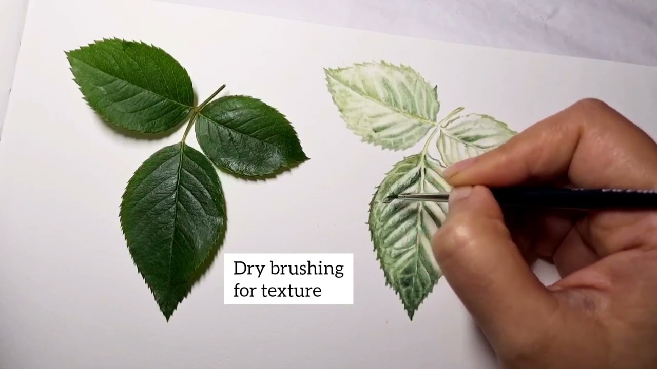 Tutorial : Realistic Rose Leaf with Watercolours