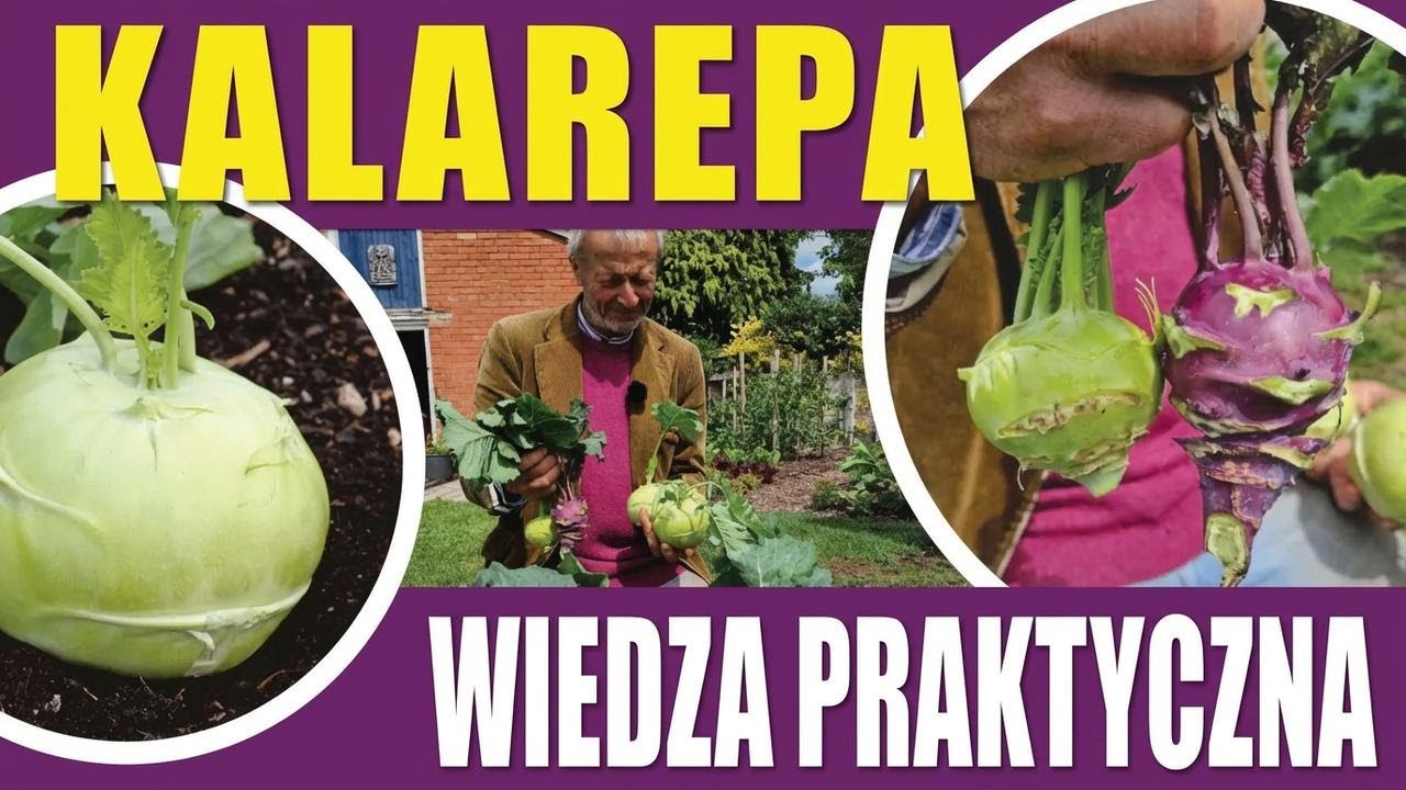Kiedy i jak siać oraz uprawiać kalarepę – poradnik krok po kroku