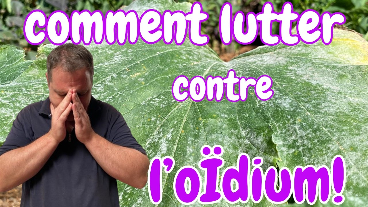 Maladie au potager comment lutter contre L'oïdium