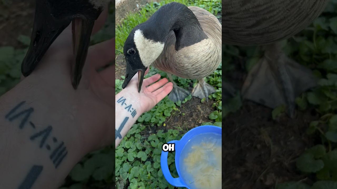 I Guess She Doesn’t Want To Be Touched While Eating! 😅🪿🥚 