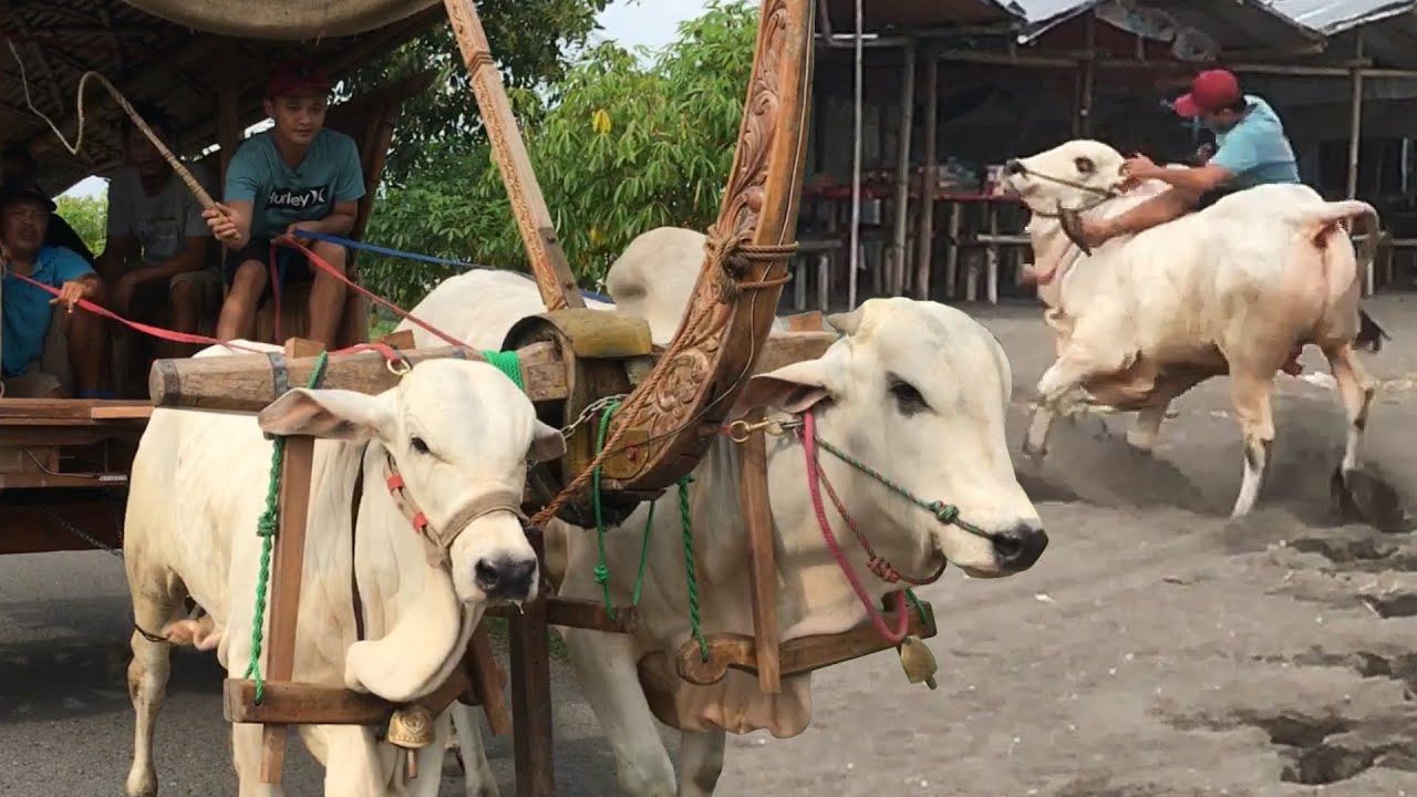 PARAH !! NGAJARIN KLIWON NARIK GEROBAK si PAHING MALAH RUSUH