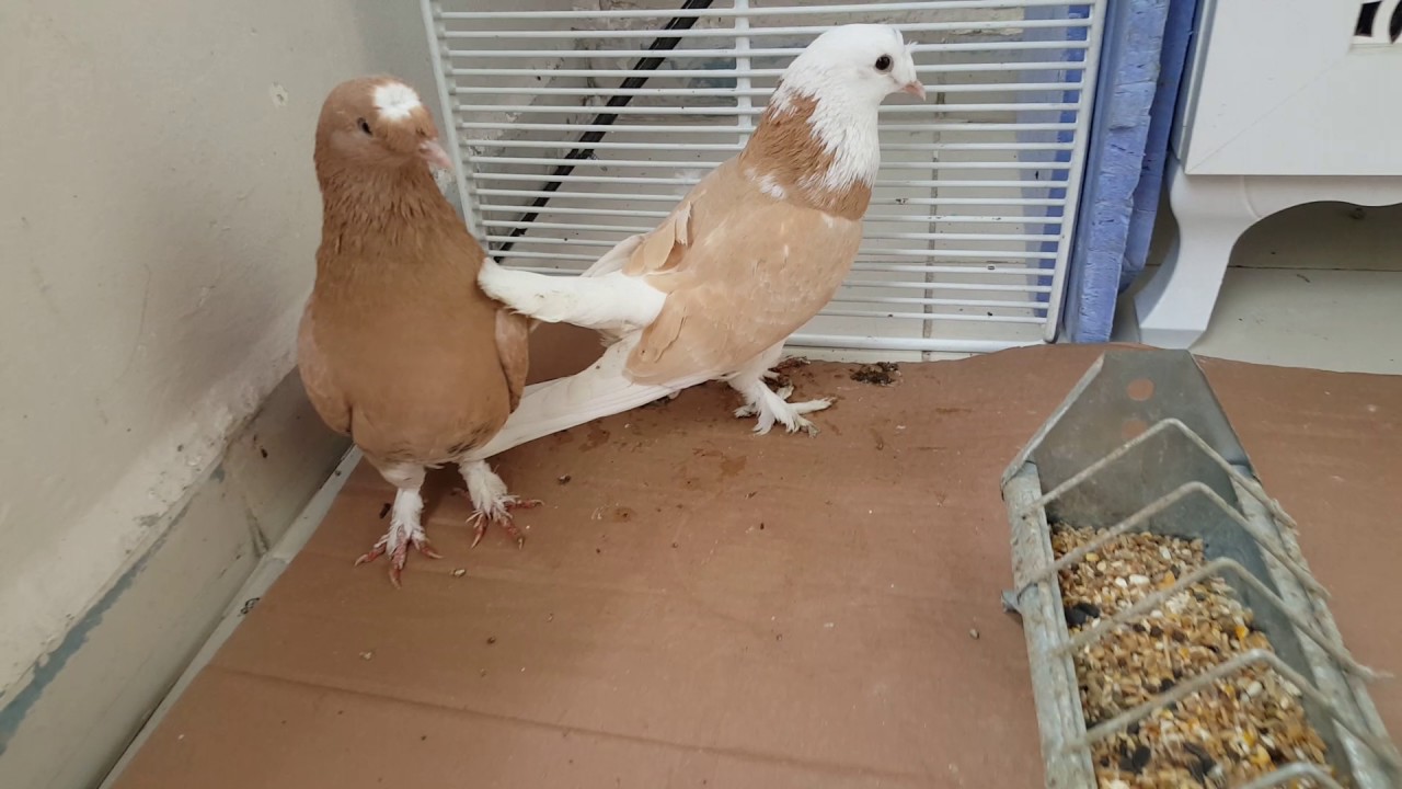 Ka&ccedil;ak Geldi !!!