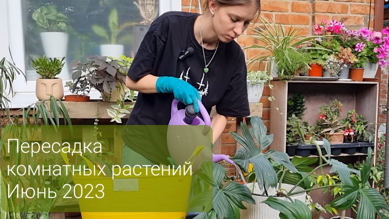 Большая пересадка комнатных растений Филодендроны и прочие