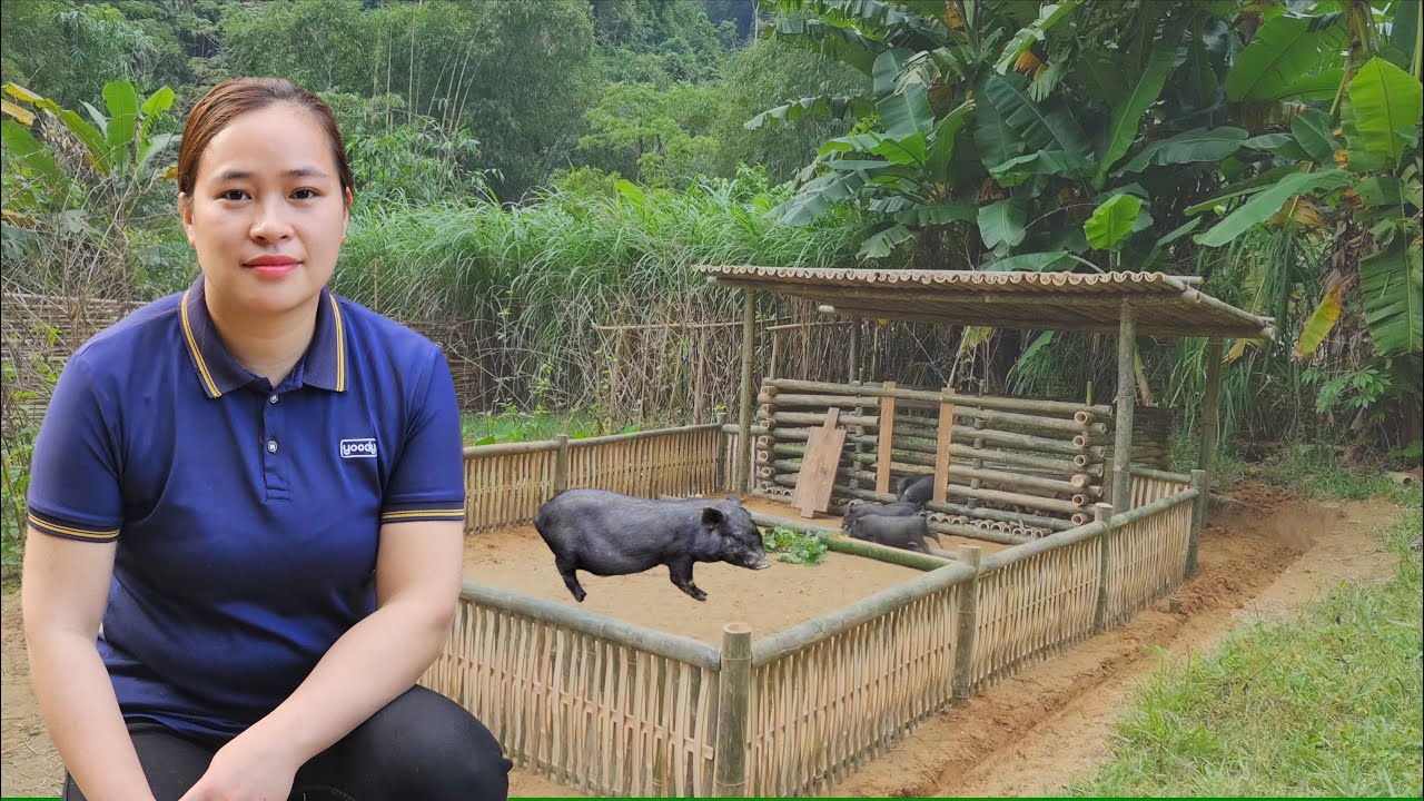 Building Bamboo House For Pig 2025. Make Bamboo Fence | Lý Mai Ca
