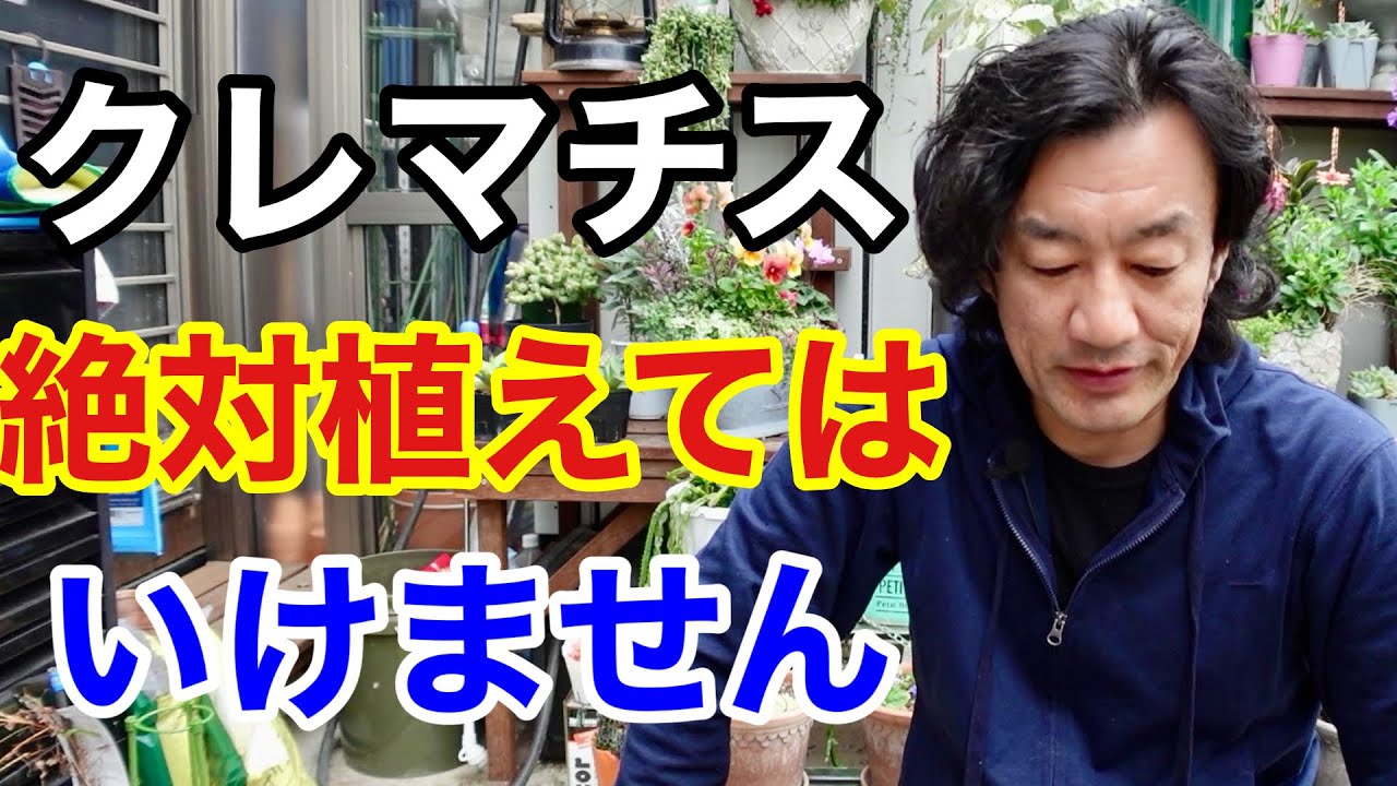 クレマチスはもう植えてはいけない。。。　【園芸超人カーメン君】